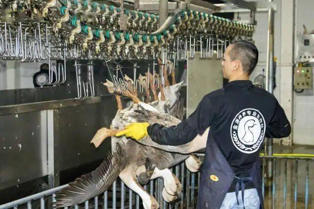 头鹅“飞”向全球餐桌！开元棋牌app澄海狮(图4)